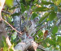 Caribbean Dove